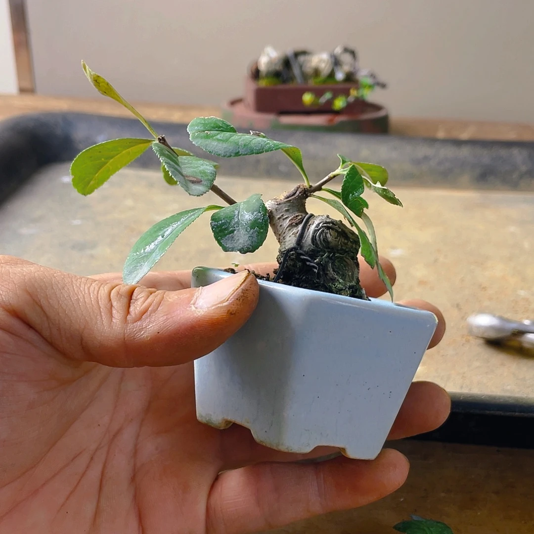 泰***劲无花朵海棠花开富贵吉祥