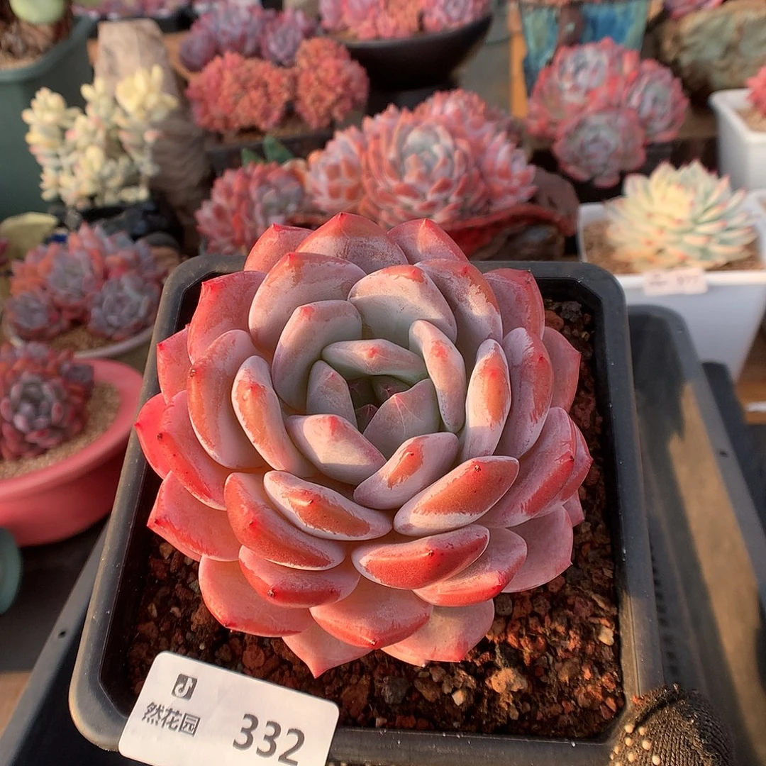 332星橙多肉植物66666