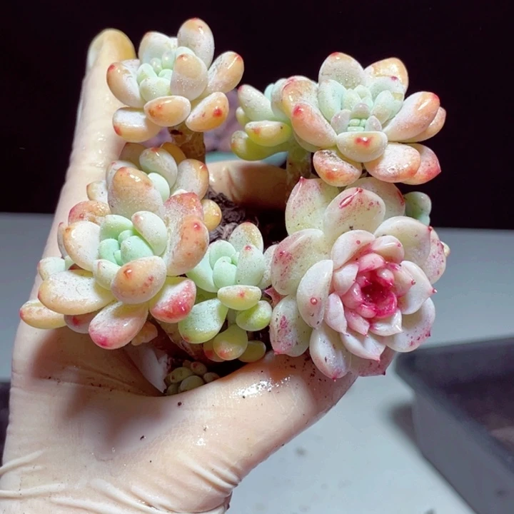 白天鹅罗琦3颗发货