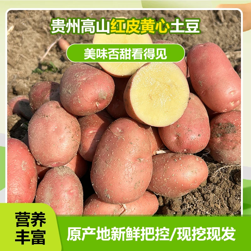 （红皮土豆）贵州红皮黄心土豆新鲜现挖5/9斤高山种植粉面糯香