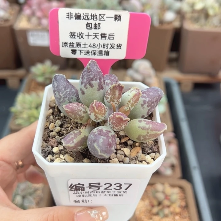 237二代紫肌海豹多肉植物