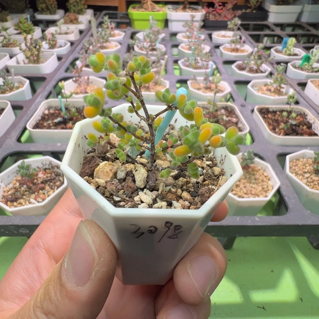 福利，432月曲，小两年，拍下不退不换