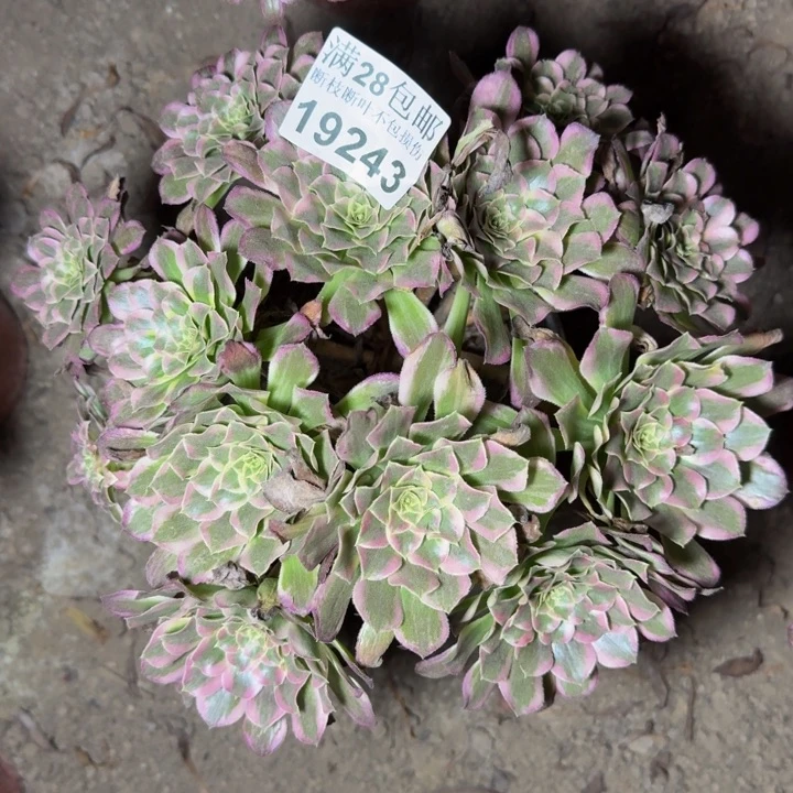 19243天和多肉植物