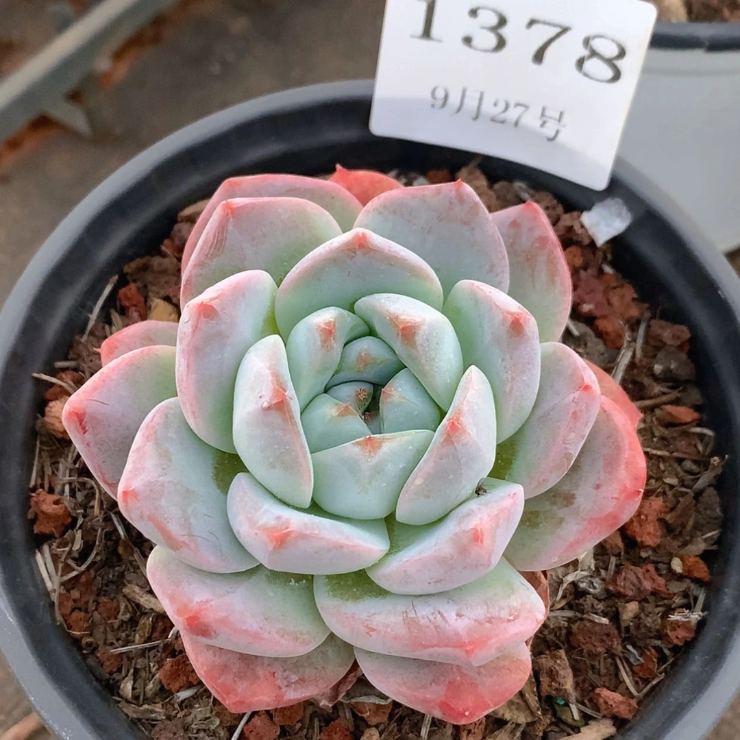 【闪购商品】云1378号