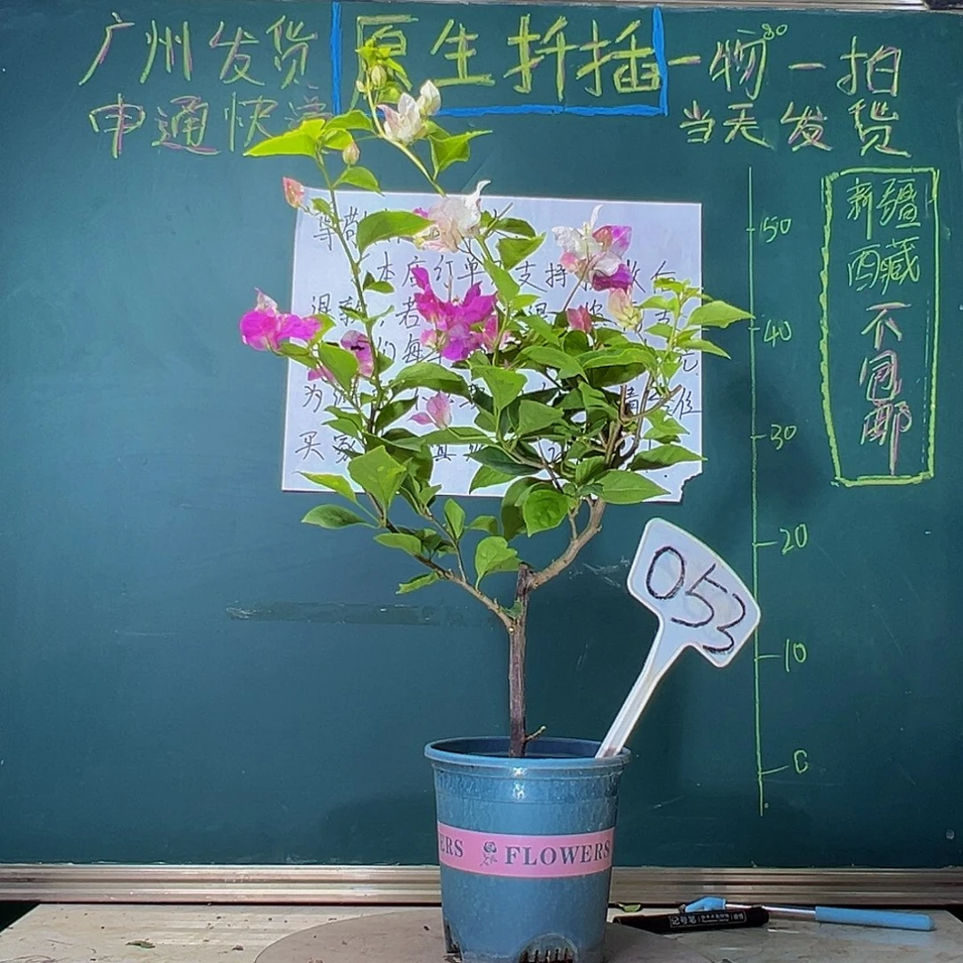 当前无花栽培后可以开花漳红樱053