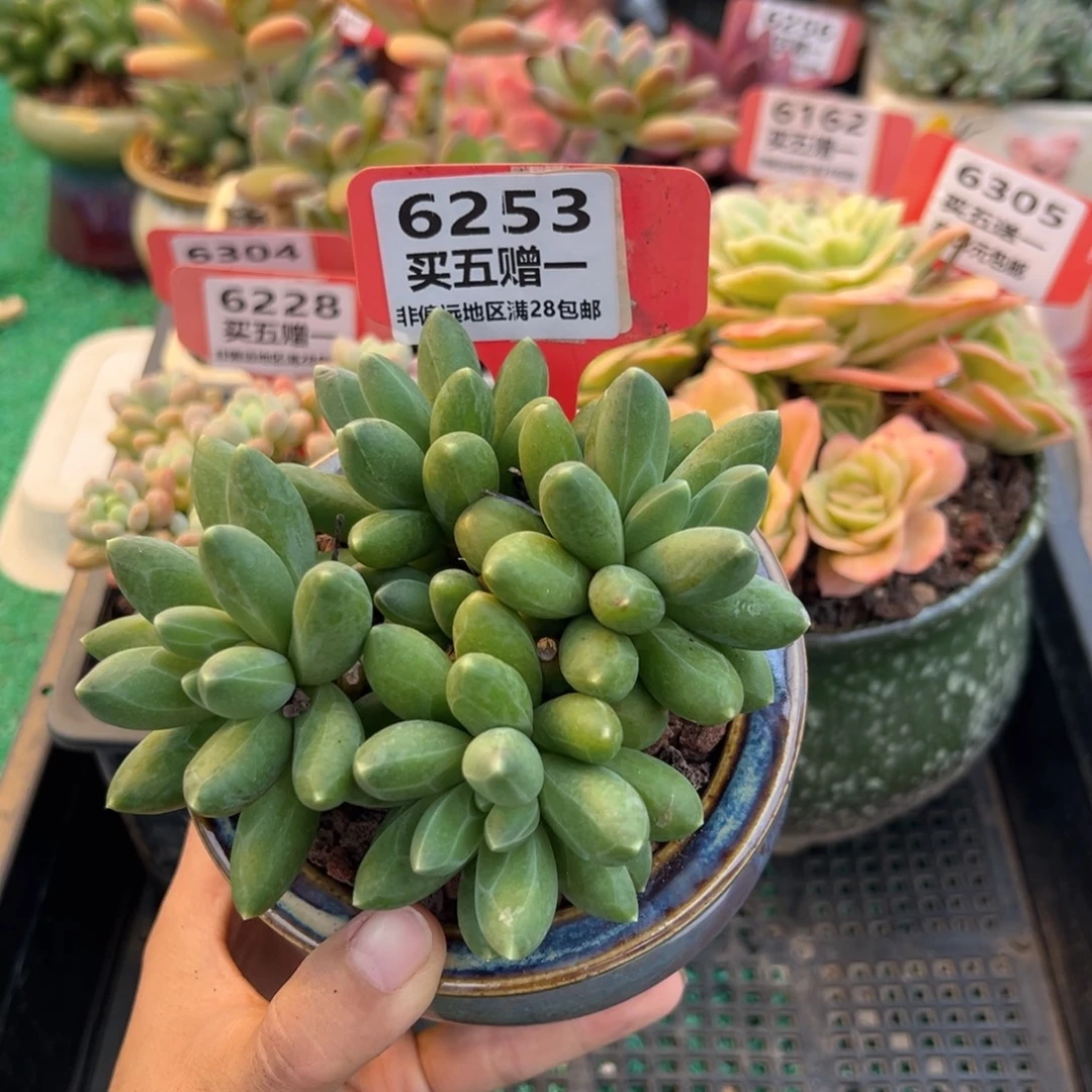 表妹精品多肉植物6253.