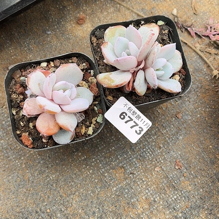 阿雅园艺。        6773奶茶两颗