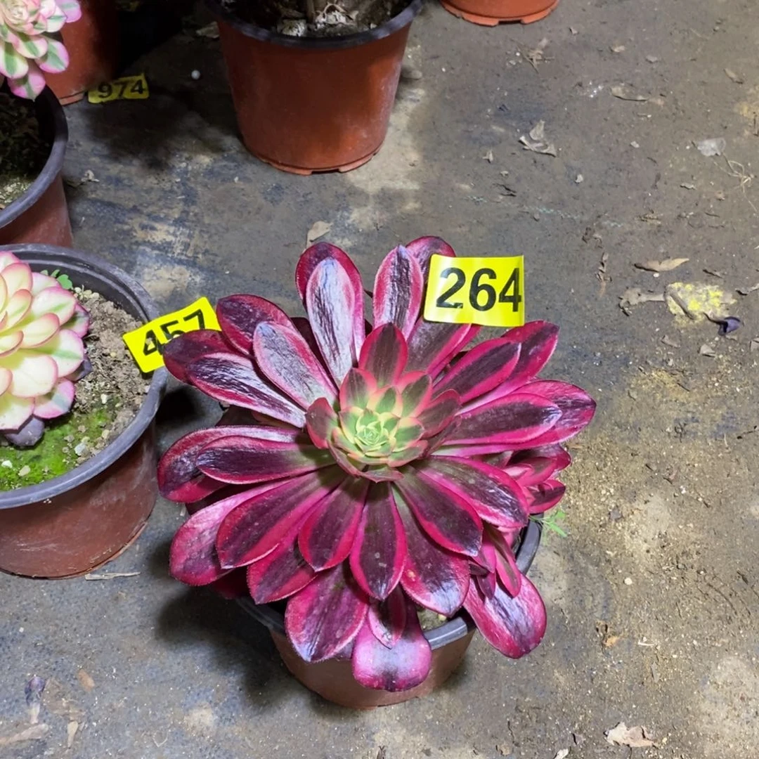 美杜莎多肉法师264