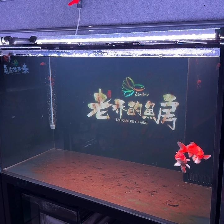 海水21 号缸  两条