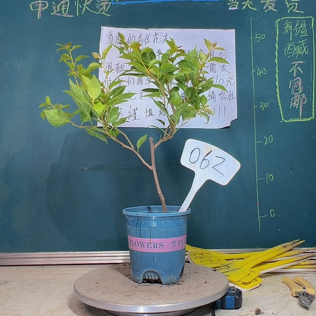 当前无花栽培后可以开花沙斑女郎 062