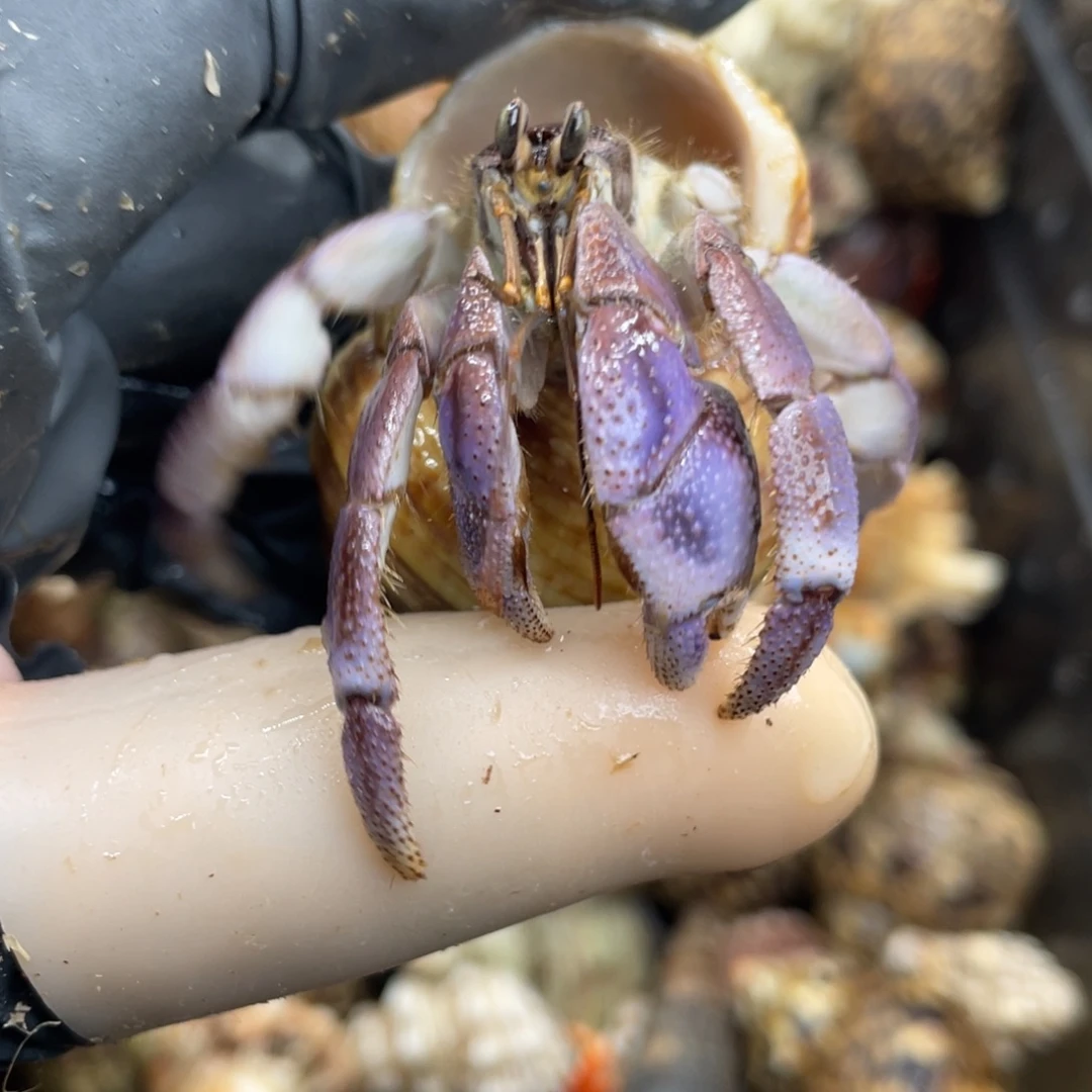 不退不换活体宠物218