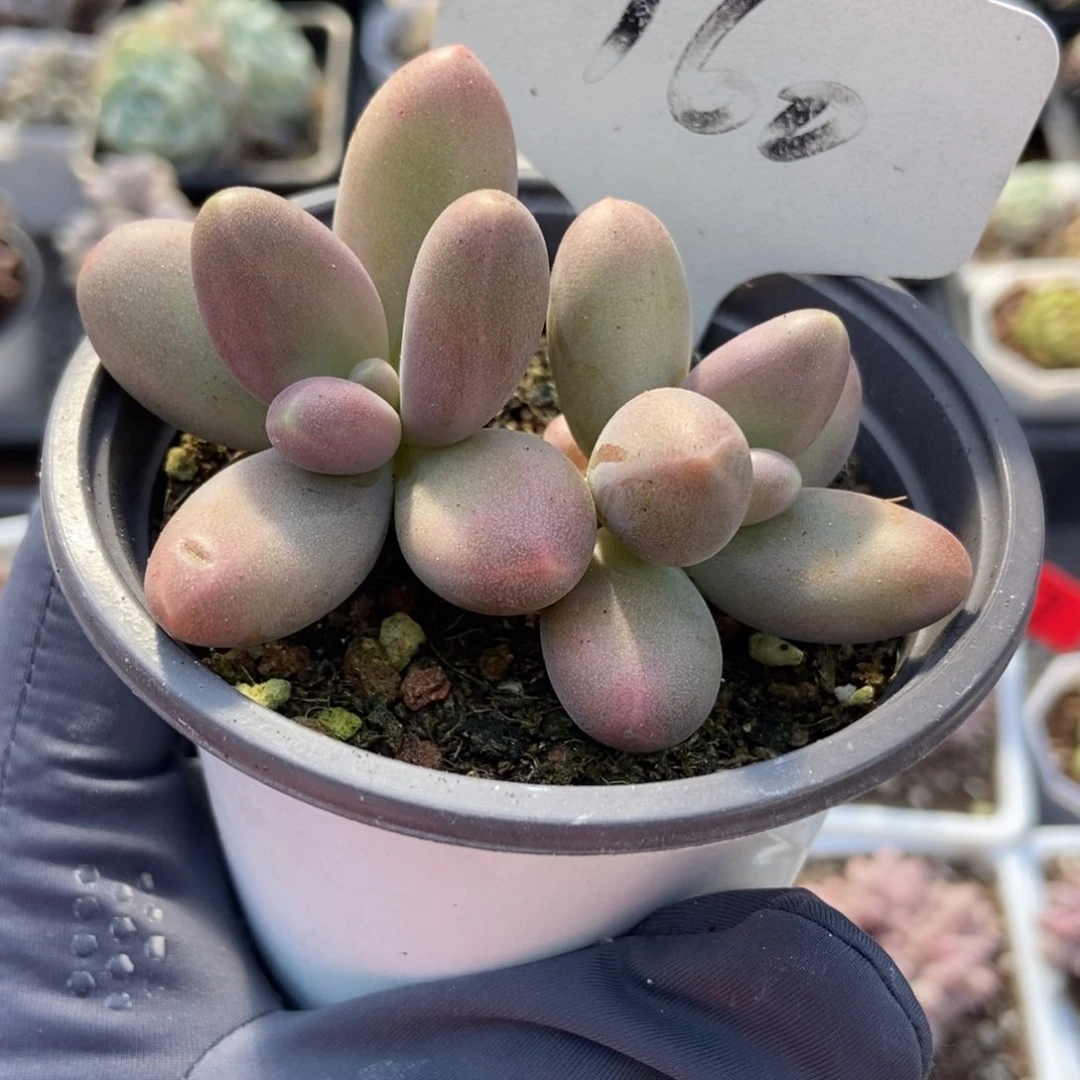 160糖果美人多肉植物