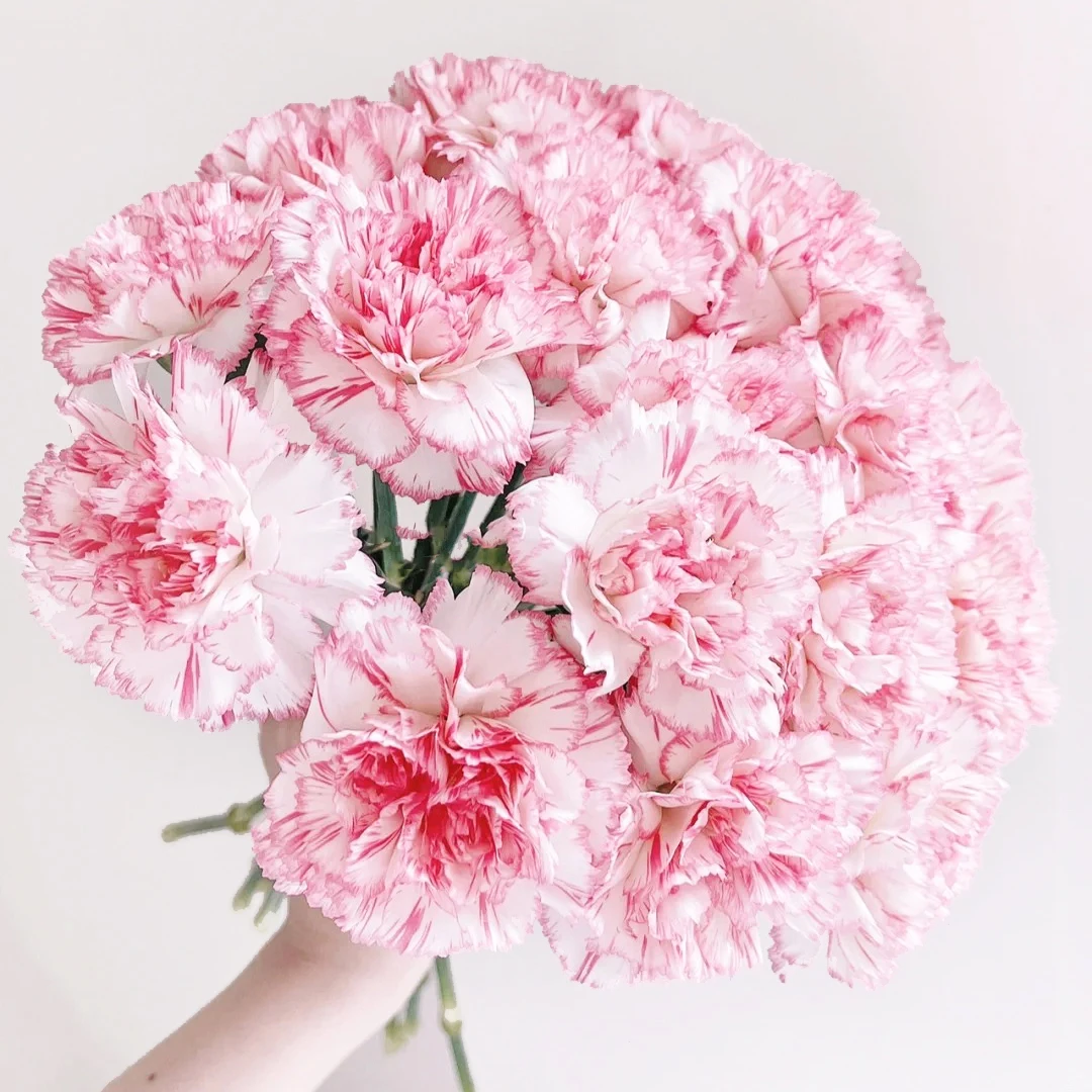 花满忆【伊人多头康乃馨】10枝家居鲜花任意满两单顺丰包邮三单送花瓶今天拍明天到次日达