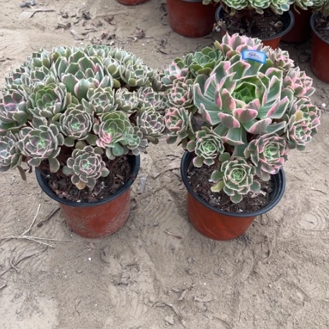 052多肉植物组合，