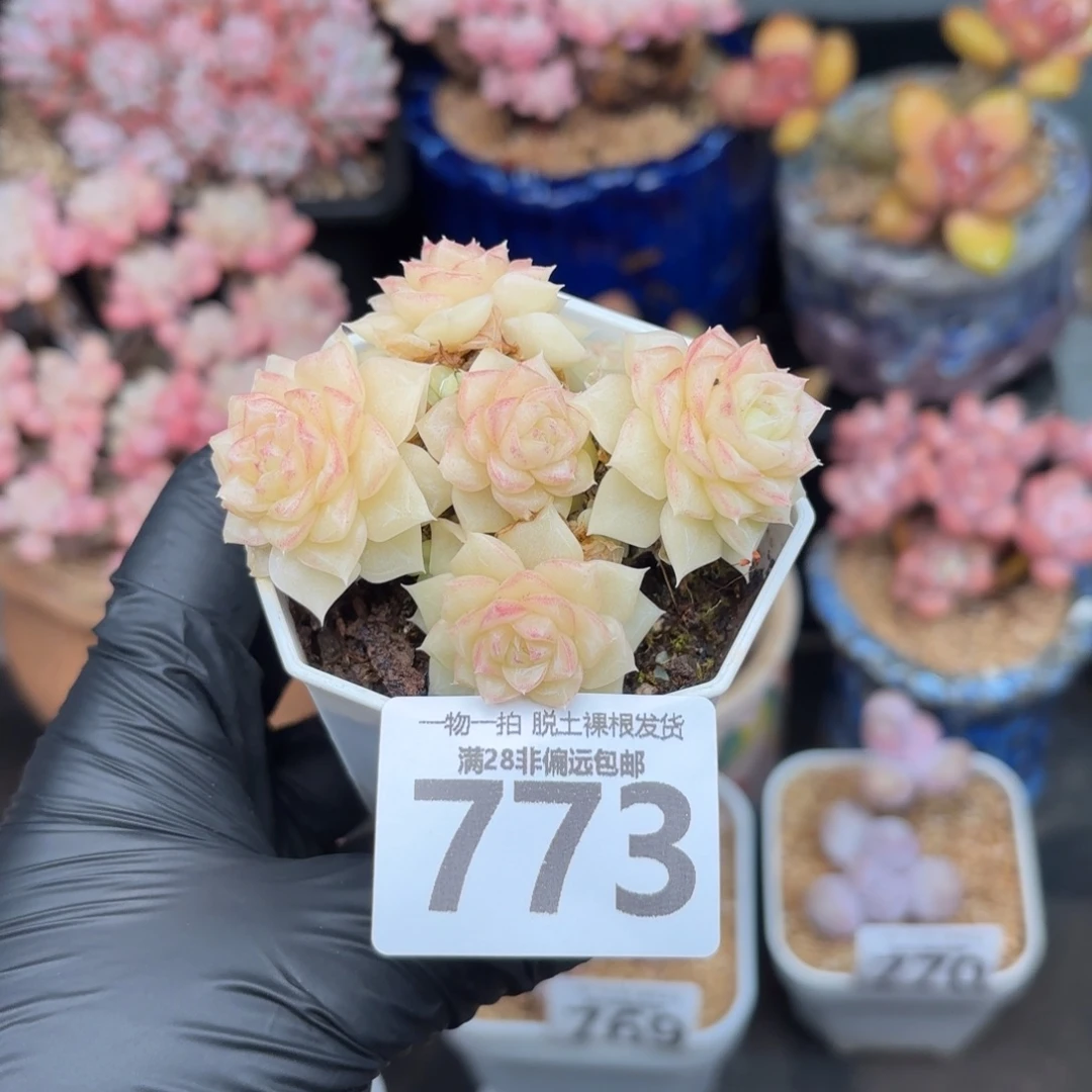 白天鹅无盆土发货