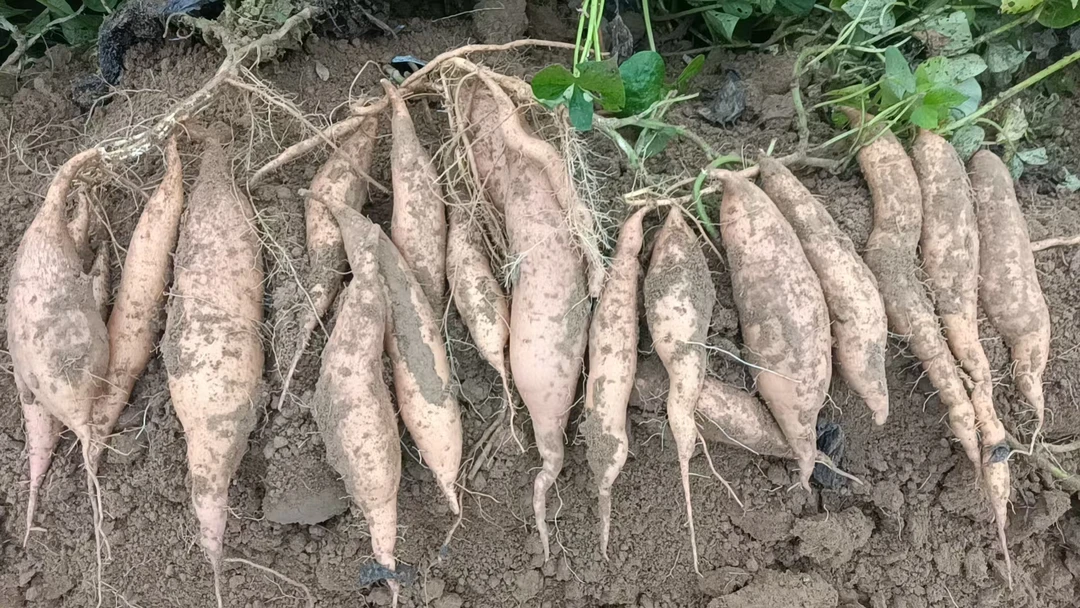 [清涧沙地红薯]无定河畔新鲜现挖软糯香甜的沙地红薯