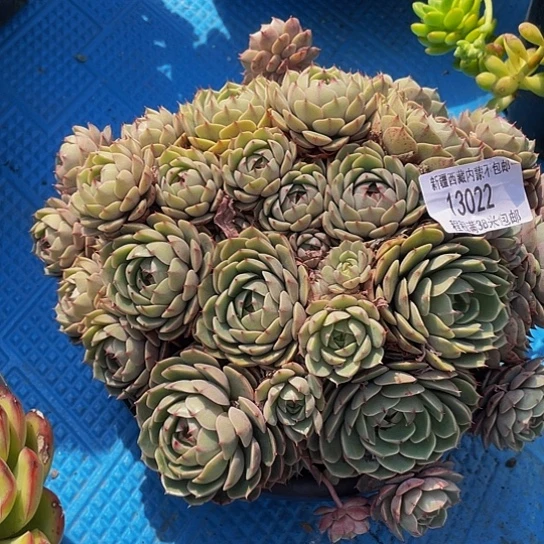 茗*本吧1322多肉