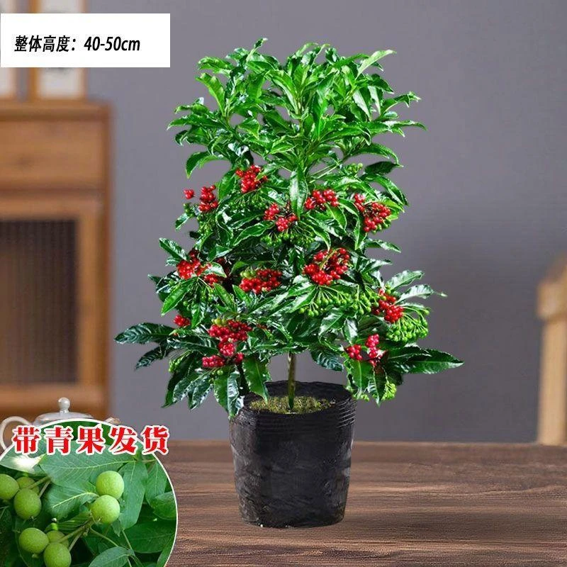 带绿果发货富贵籽盆栽耐阴花卉净化空气网红观果植物室内