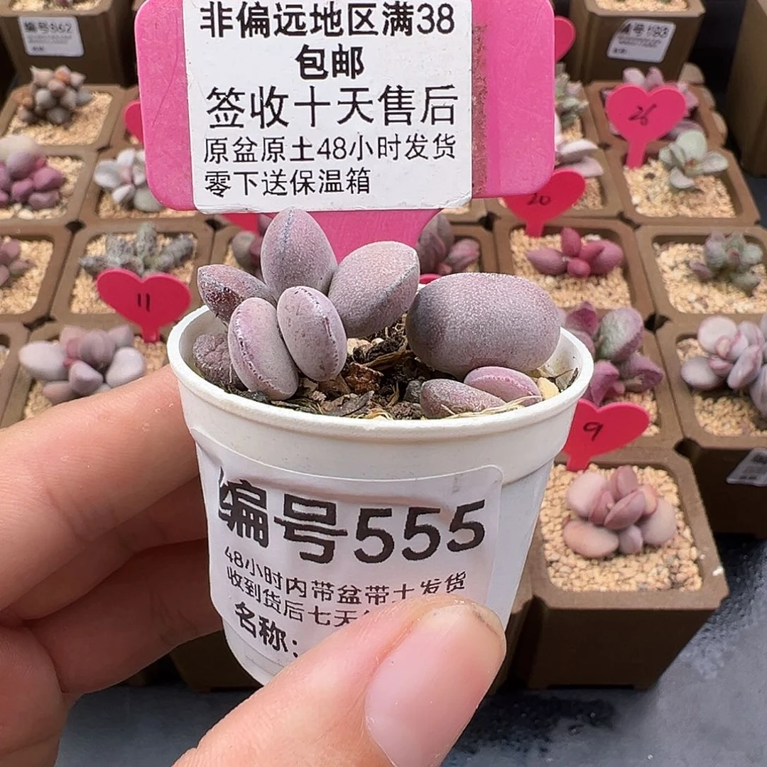 555球球紫蛋多肉植物