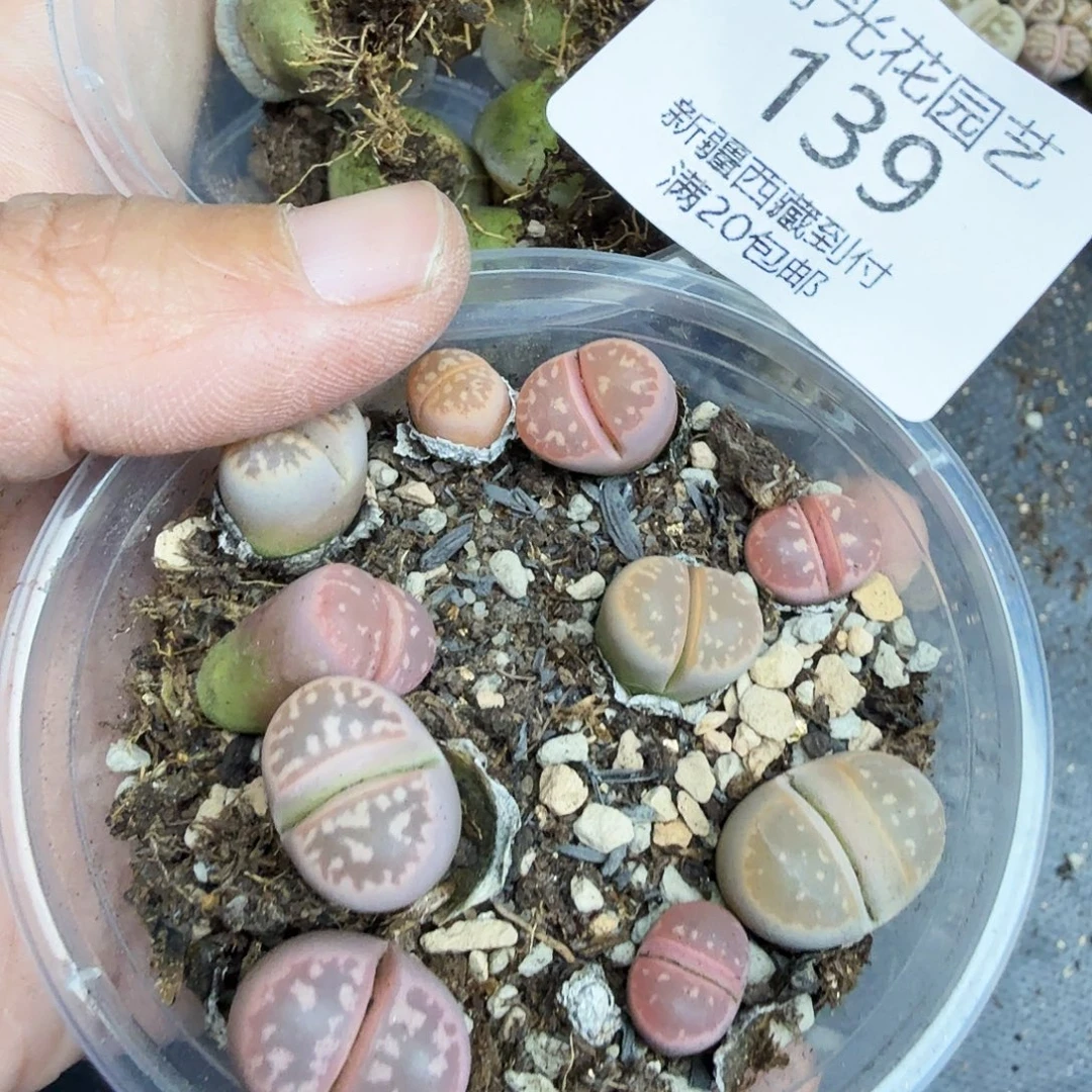 好喜欢看肖蘸唱歌跳舞139你