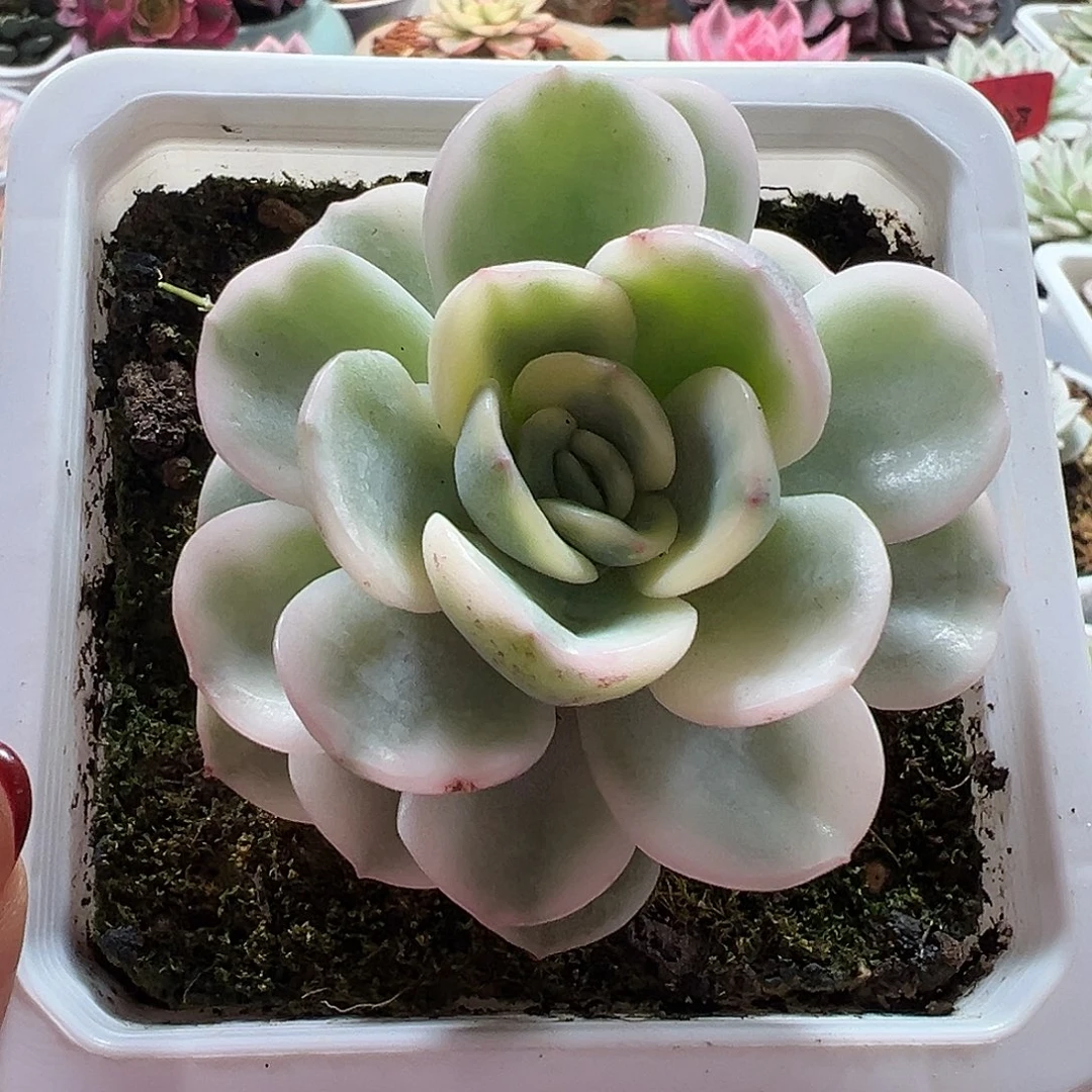 满38包邮友谊锦多肉