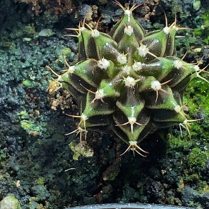 泰系米哈—脱土发货15