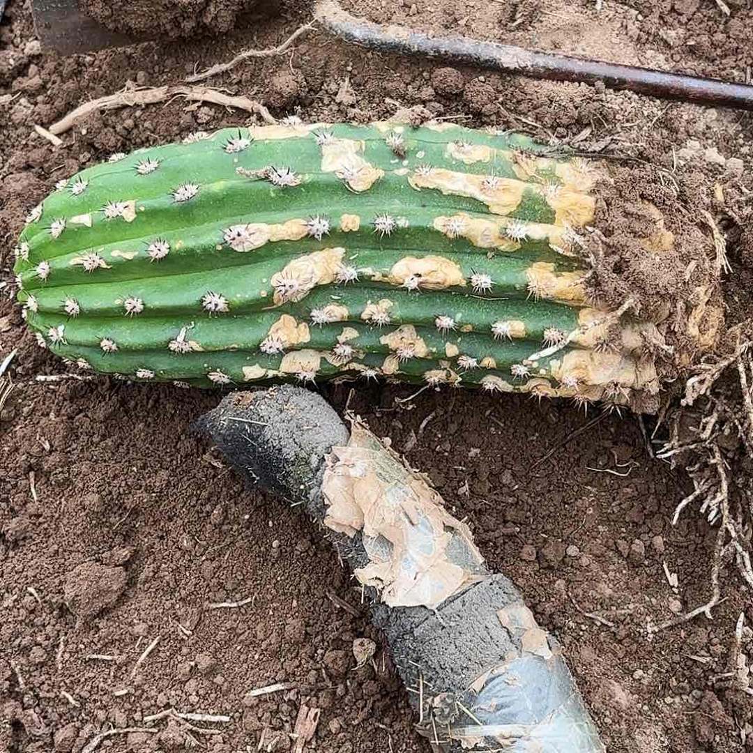 162 毛花柱带根瑕疵瑕疵