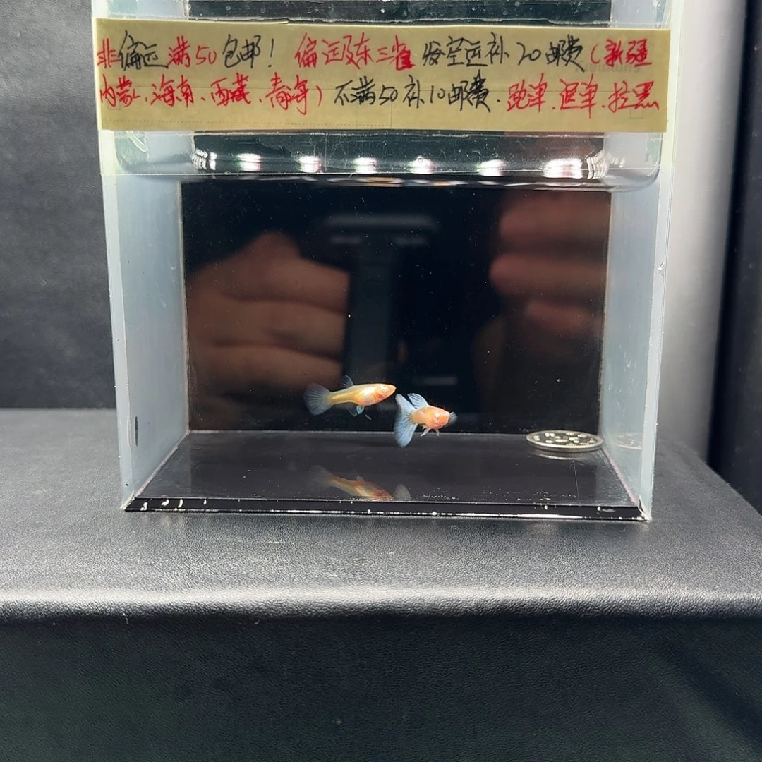 孔雀鱼紫白欧翼飞船压成一对