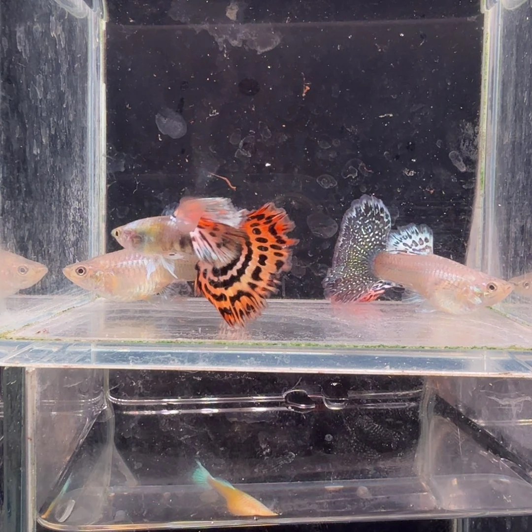 孔雀鱼越系黄豹2对
