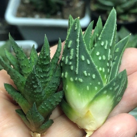 教****师哈哈哈哈哈哈哈哈哈