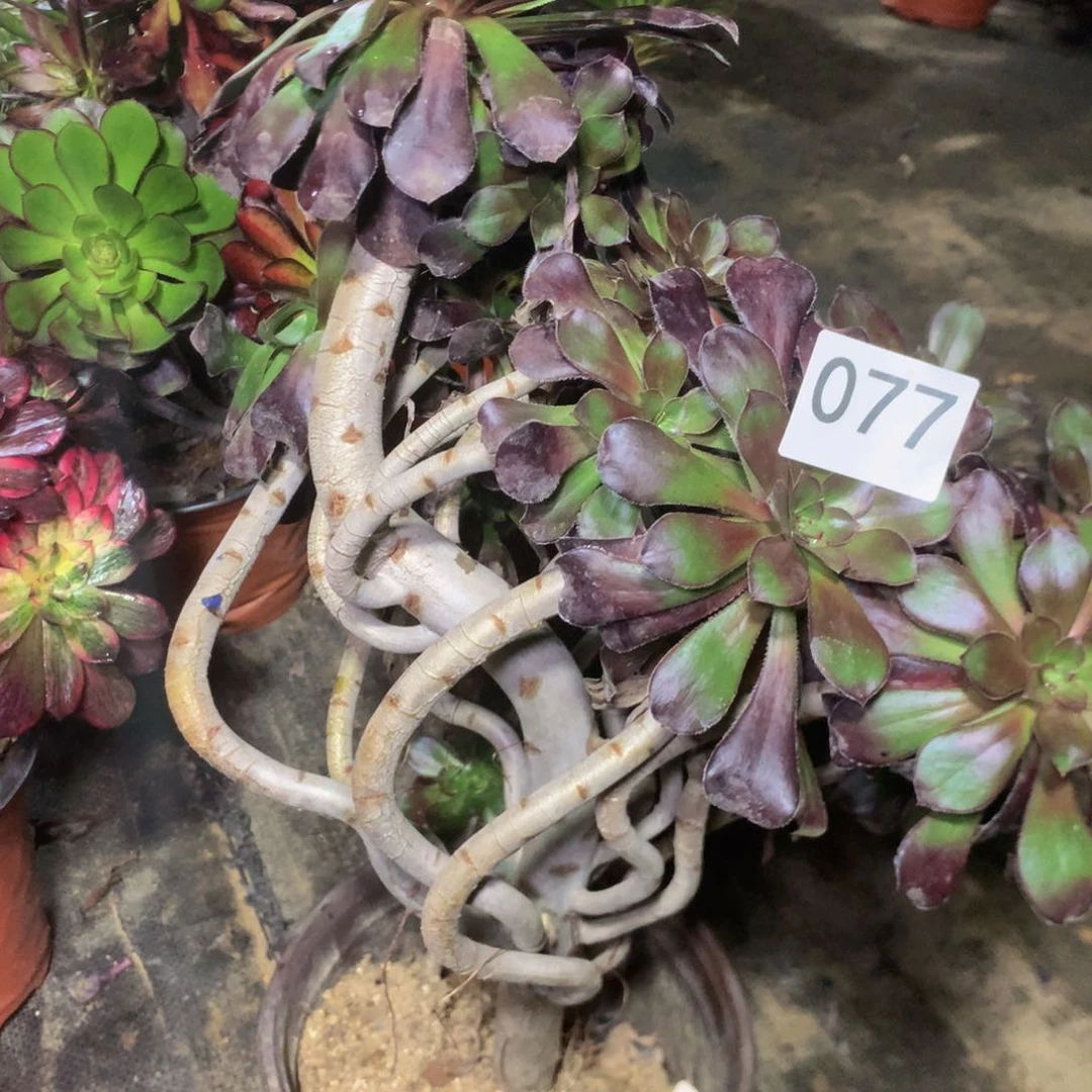 077圆叶多肉植物