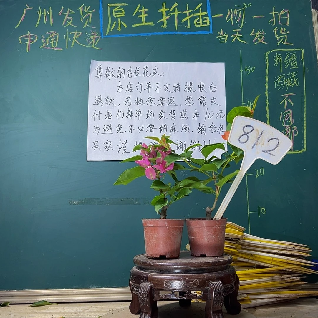 当前无花栽培后可以开花比芭粉掌中宝 暗斑夕阳红掌中宝812
