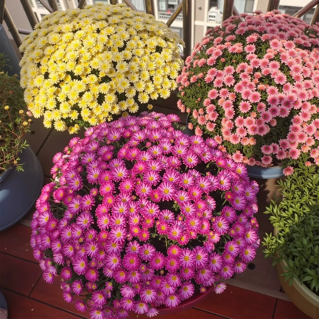 千头菊盆栽带花苞耐热耐寒好养适合阳台庭院四季开花