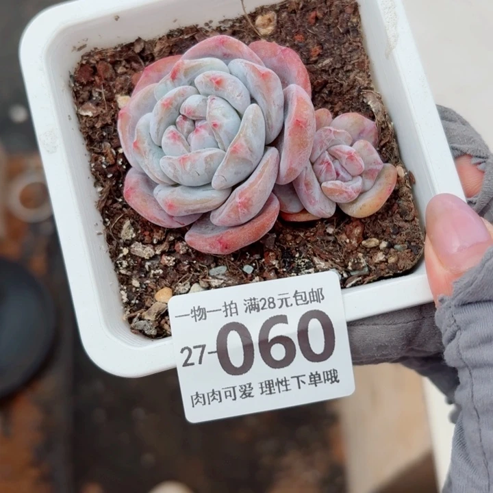 石榴籽多肉无盆土发货无盆