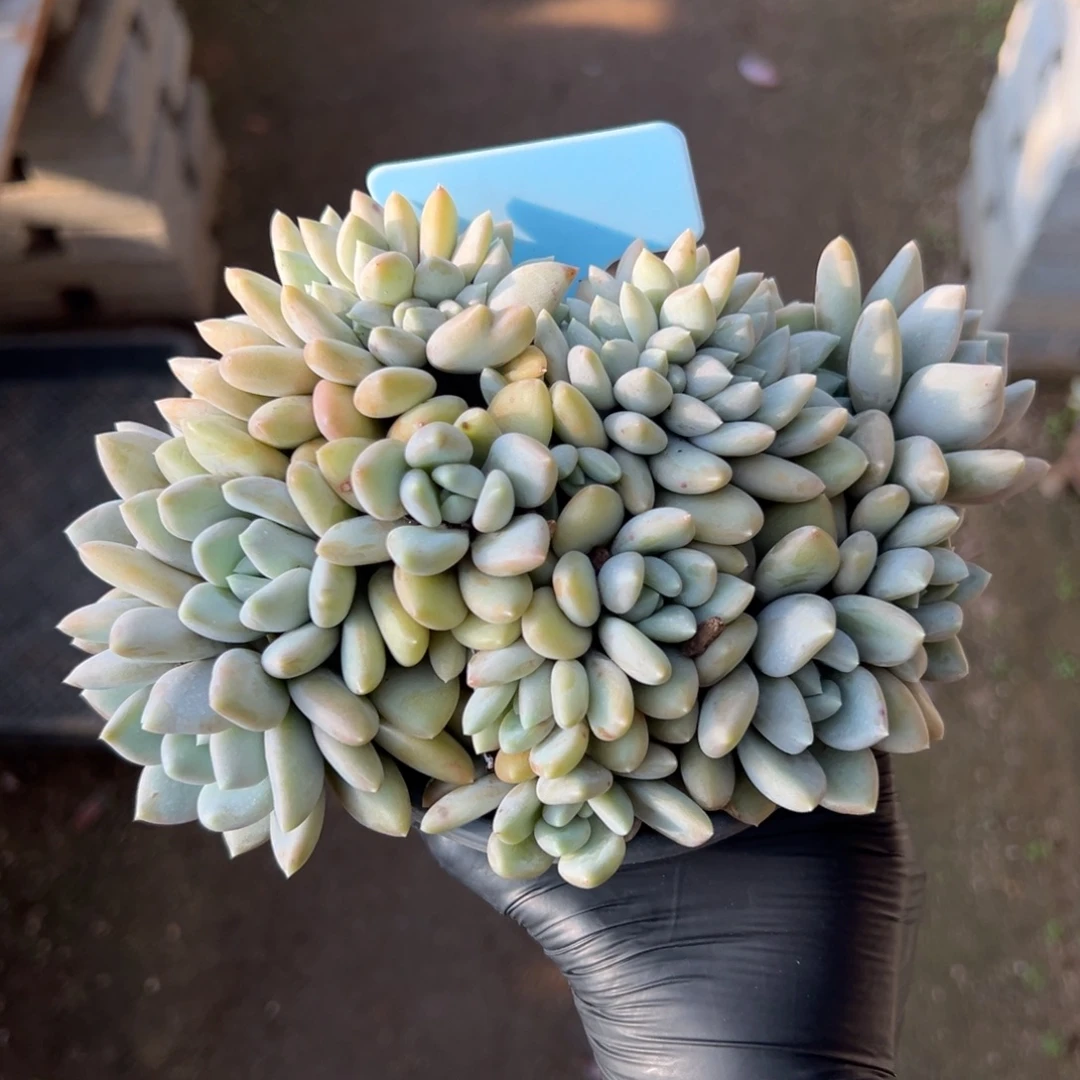 胖美人缀化11111111111