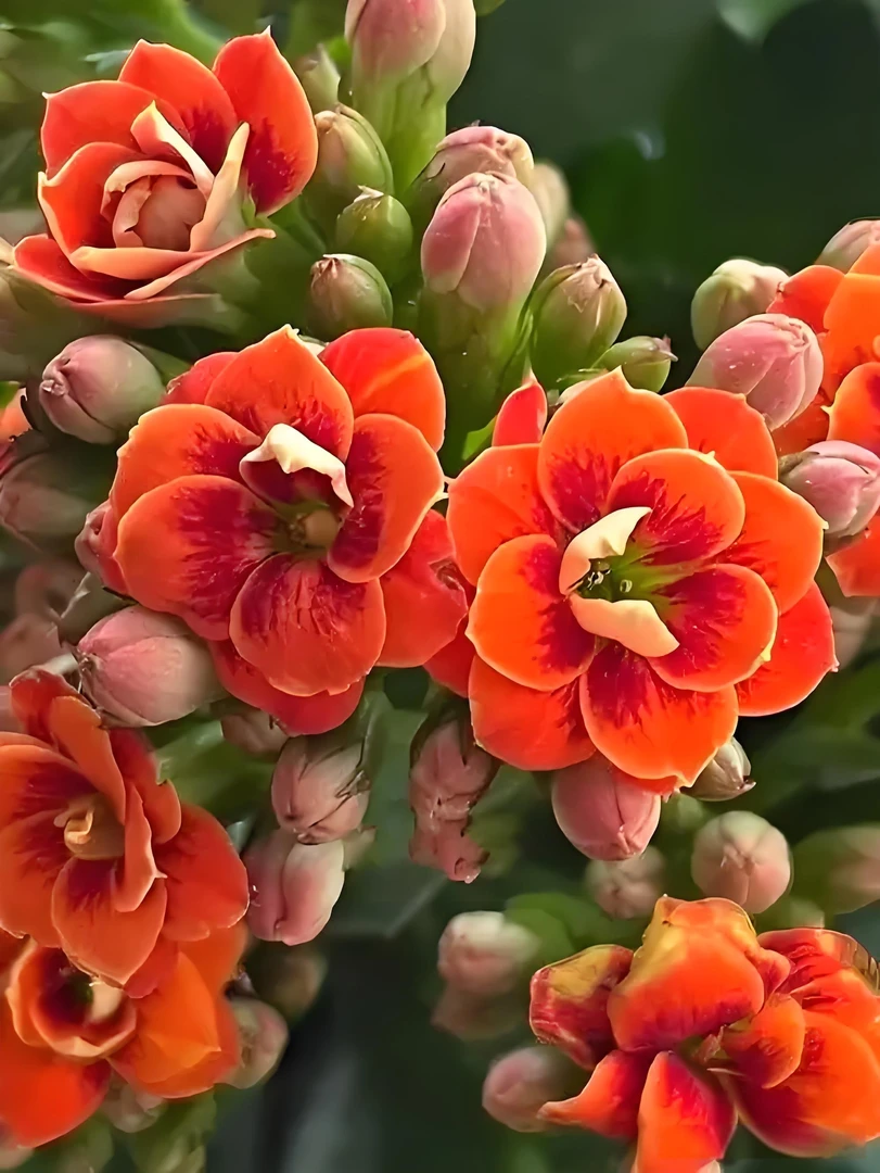 【锦鲤猫】重瓣超大花型长寿花