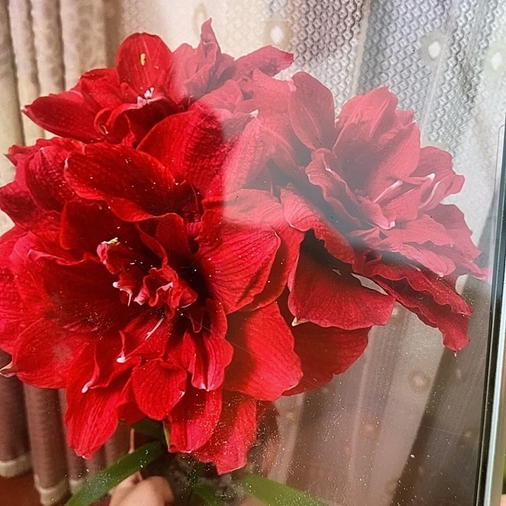 好运朱顶红8厘米朱顶红