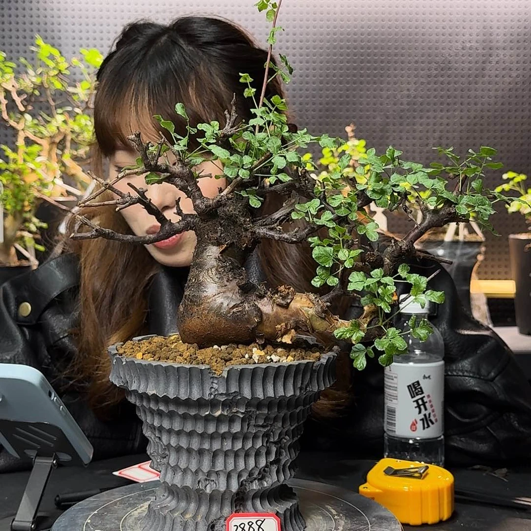 黑皮勃然恩斯带盆熟桩