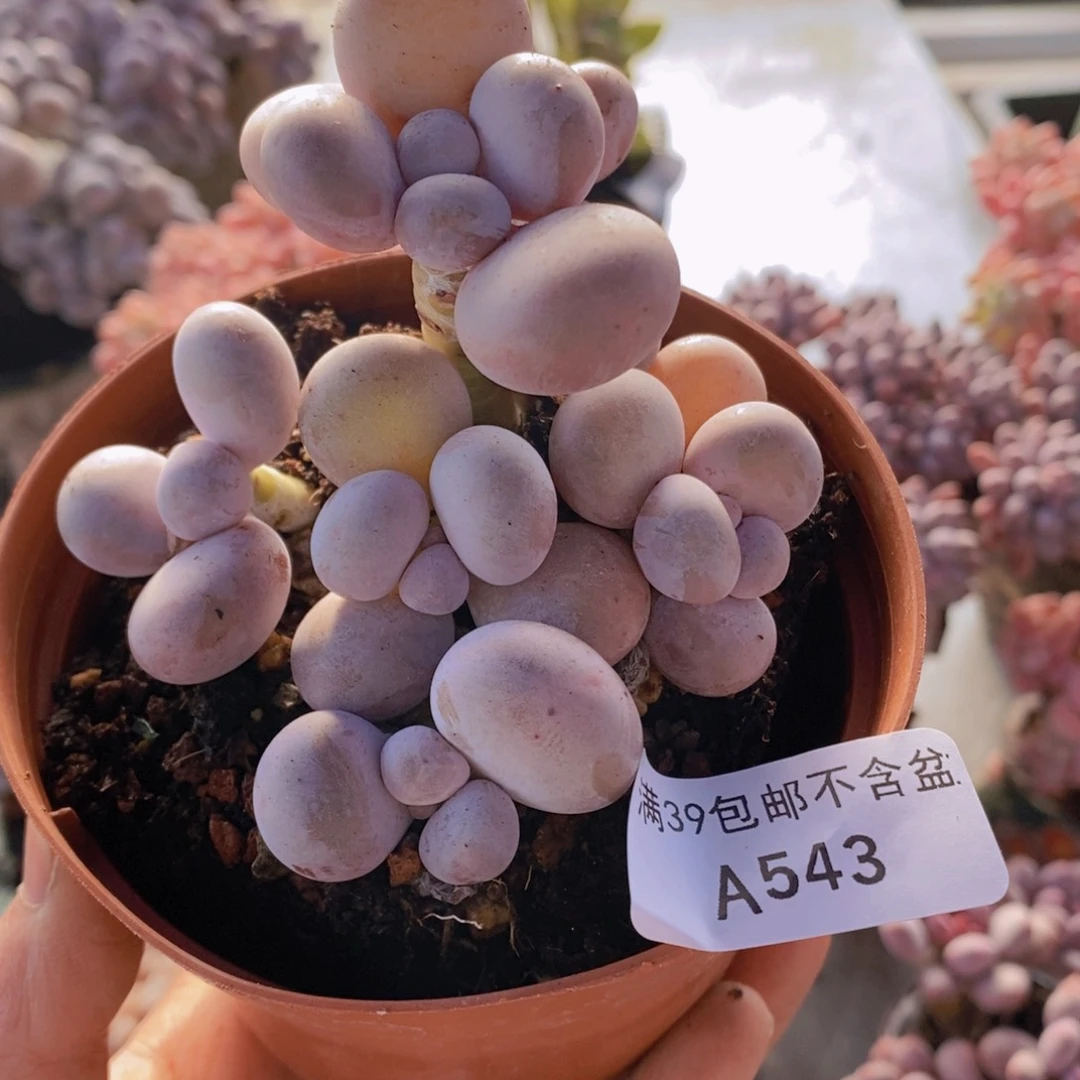 水光针奶酪8cm543多肉植物