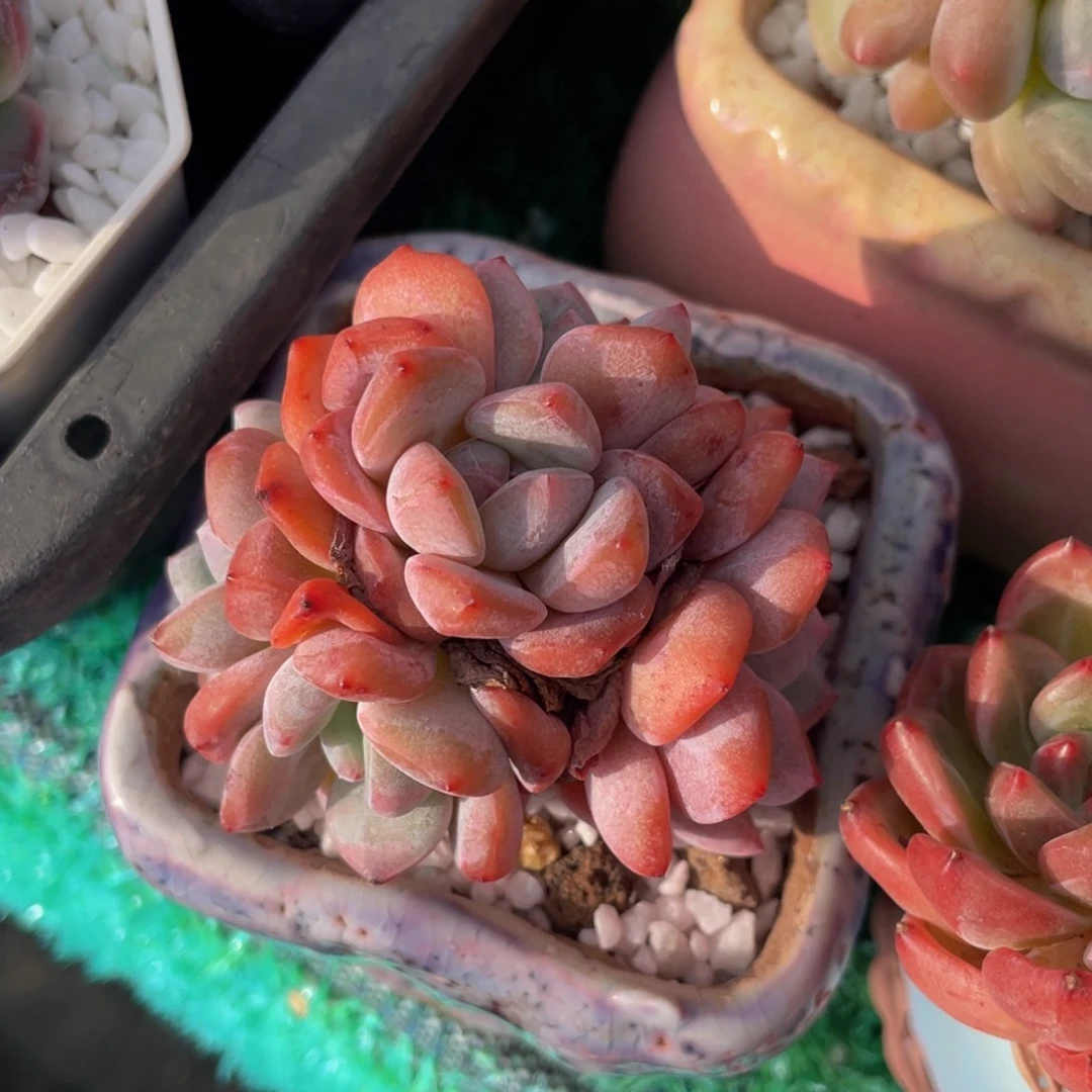 西***姐多肉植物盆栽多肉