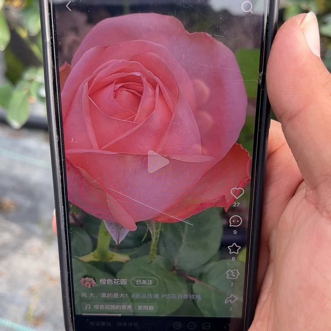 无花朵———桃 福利款