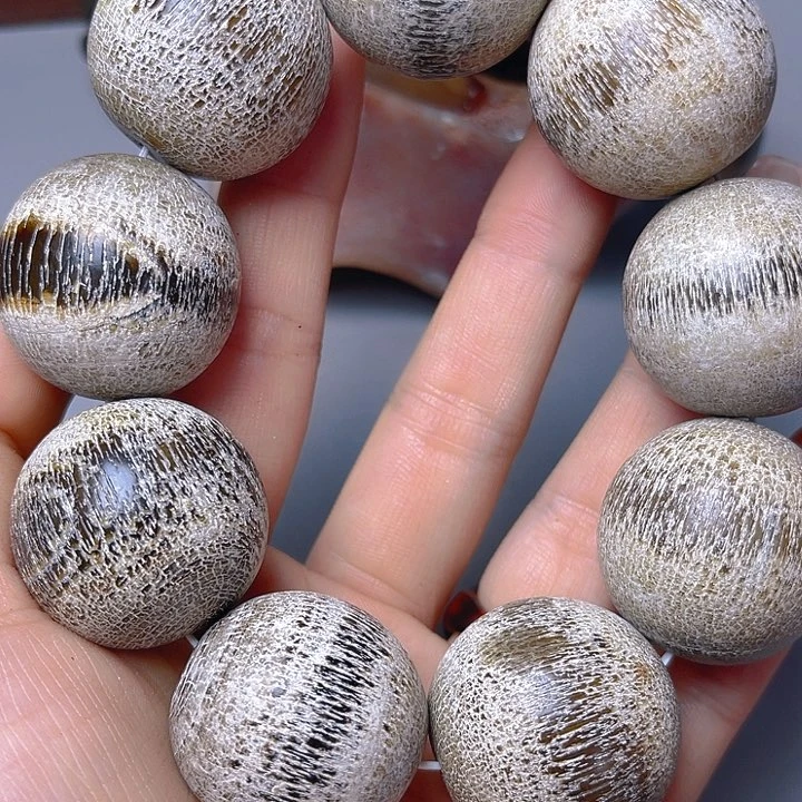 大果紫檀（缅甸花梨）