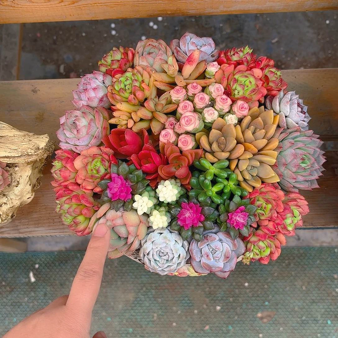 韩式花园多肉组合