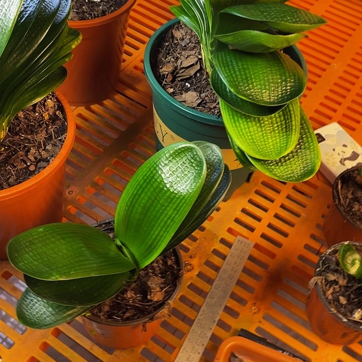 完全开放油麻微短