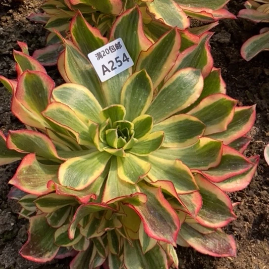 魅影254多肉植物