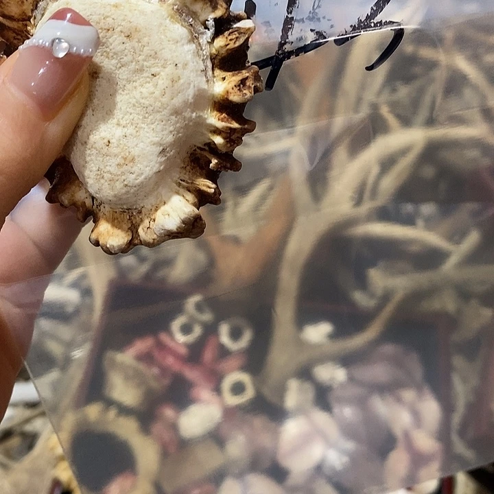一***土无非金属鹿角鹿角