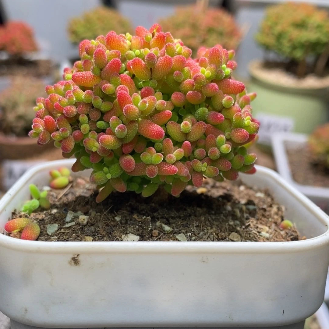 蜜桔糖球枝干番杏A488