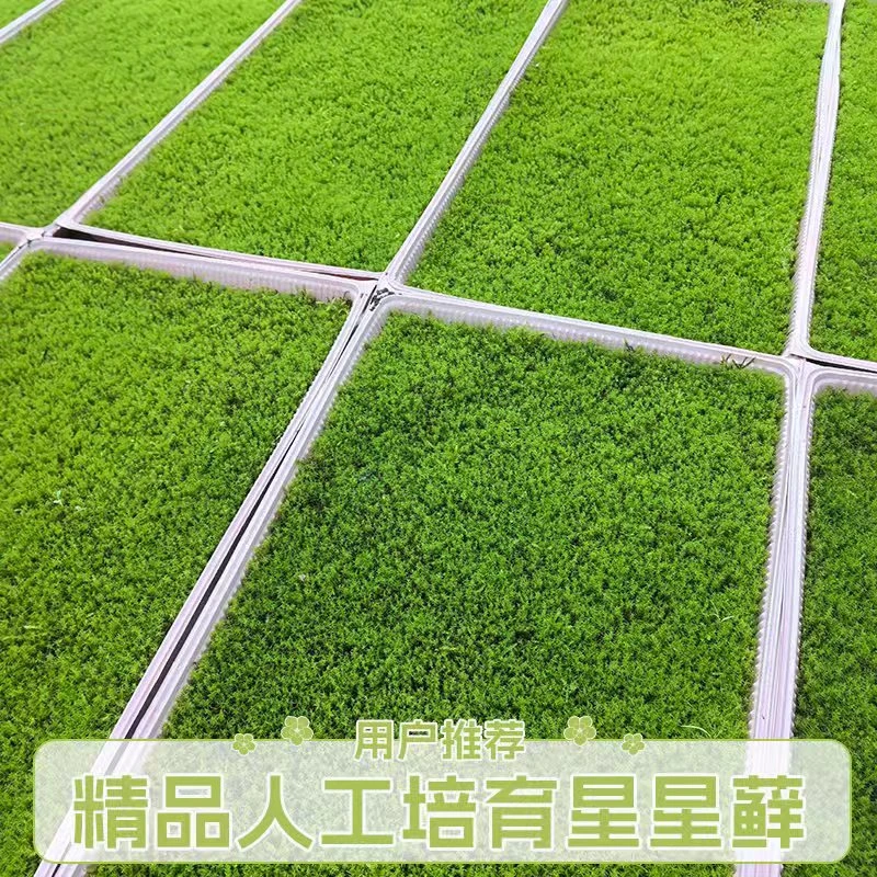 人工星星藓庭院苔藓耐晒苔藓耐寒苔藓砂藓微景观造景鲜活苔藓园林