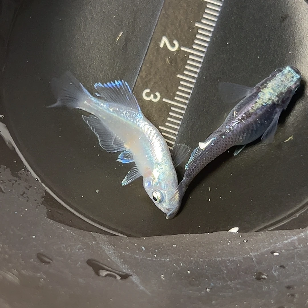 海水紫金吉龙一组53
