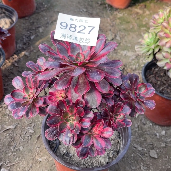 9827香奈的的的多肉